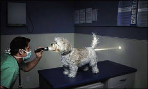 Torchspotlightdogjoke.jpg